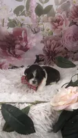 AKC Buffy’s red band boy, a male Shih Tzu for sale in Tahlequah, OK – 4 of 5