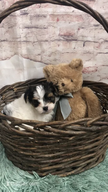 AKC zoeys green band boy – Yorkshire Terrier puppy for sale in Tahlequah, OK