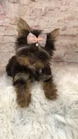 AKC TINY girl , a female Yorkshire Terrier for sale in Tahlequah, OK – 6 of 6