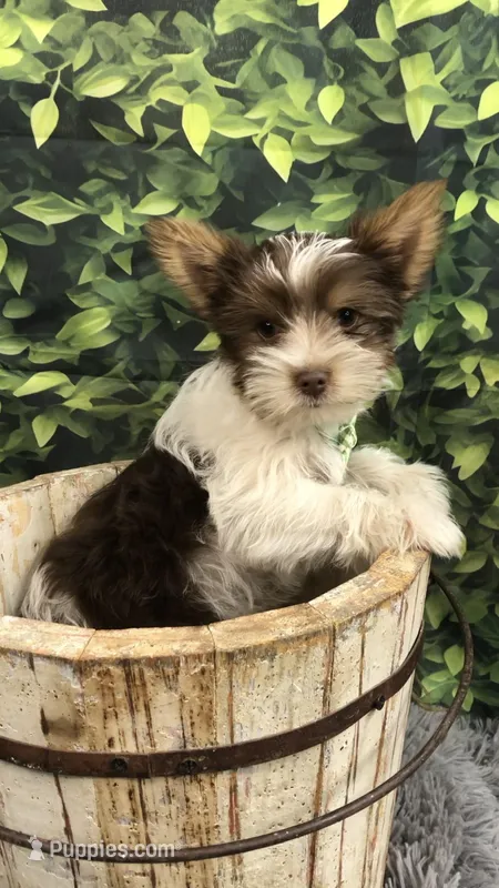 AKC dark chocolate Parti boy