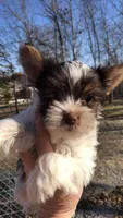 AKC dark chocolate Parti boy, a male Yorkshire Terrier for sale in Tahlequah, OK – Photo 1 of 6