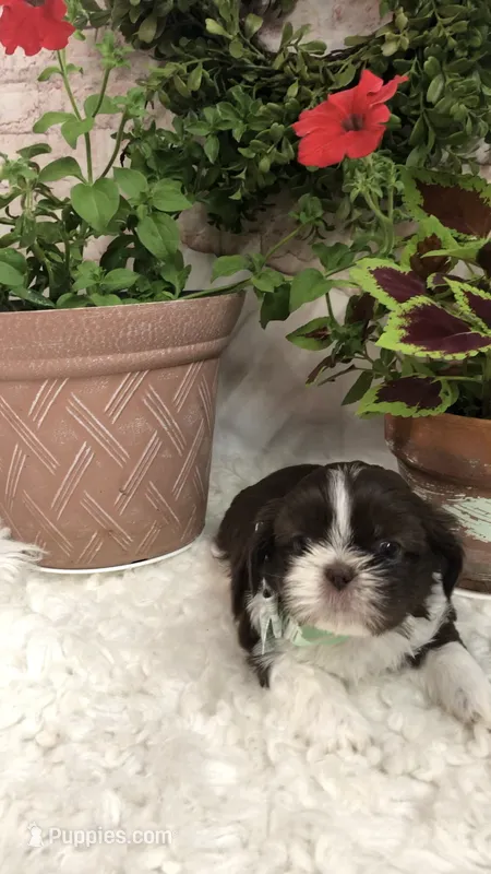 AKC Buffy’s green band boy – Shih Tzu puppy for sale in Tahlequah, OK
