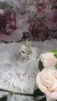 AKC Buffy’s cream girl, a female Shih Tzu for sale in Tahlequah, OK – 3 of 5
