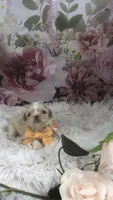 AKC Buffys orange band boy, a male Shih Tzu for sale in Tahlequah, OK – 5 of 5