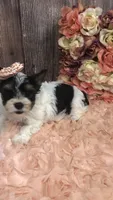 AKC Parti girl, a female Yorkshire Terrier for sale in Tahlequah, OK – 2 of 4