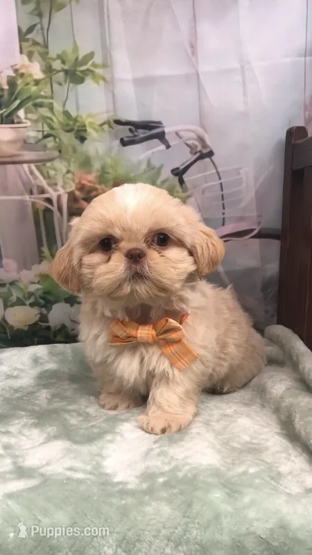 AKC Buffys orange band boy – Shih Tzu puppy for sale in Tahlequah, OK