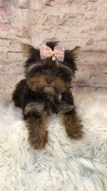AKC TINY girl  – Yorkshire Terrier puppy for sale in Tahlequah, OK