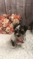 AKC zoeys red band boy, a male Yorkshire Terrier for sale in Tahlequah, OK – 7 of 8