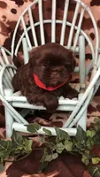 AKC Ivys Choc. Boy , a male Shih Tzu for sale in Tahlequah, OK – 5 of 5