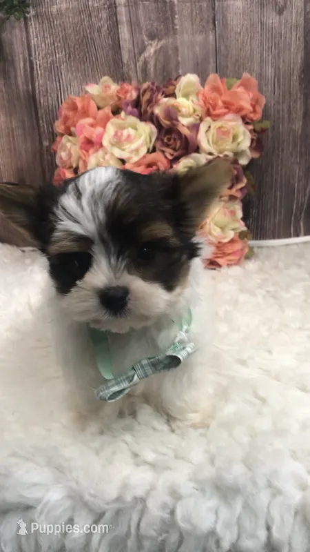 AKC zoeys green band boy – Yorkshire Terrier puppy for sale in Tahlequah, OK