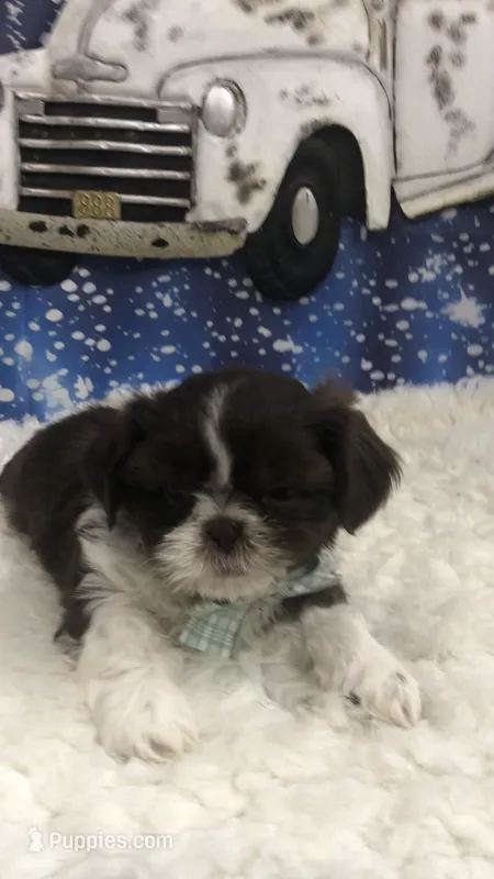 AKC Buffy’s green band boy – Shih Tzu puppy for sale in Tahlequah, OK