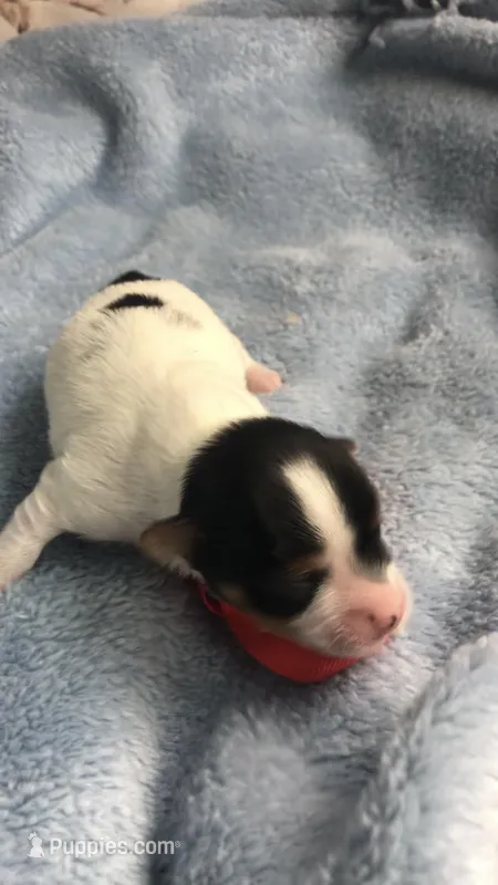 AKC zoeys red band boy – Yorkshire Terrier puppy for sale in Tahlequah, OK