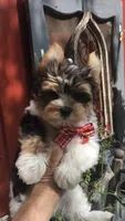 AKC zoeys red band boy, a male Yorkshire Terrier for sale in Tahlequah, OK – 3 of 8