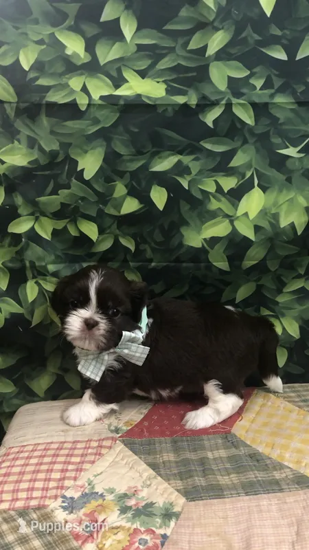 AKC Buffy’s green band boy – Shih Tzu puppy for sale in Tahlequah, OK