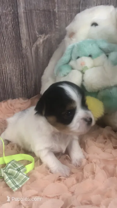 AKC zoeys green band boy – Yorkshire Terrier puppy for sale in Tahlequah, OK