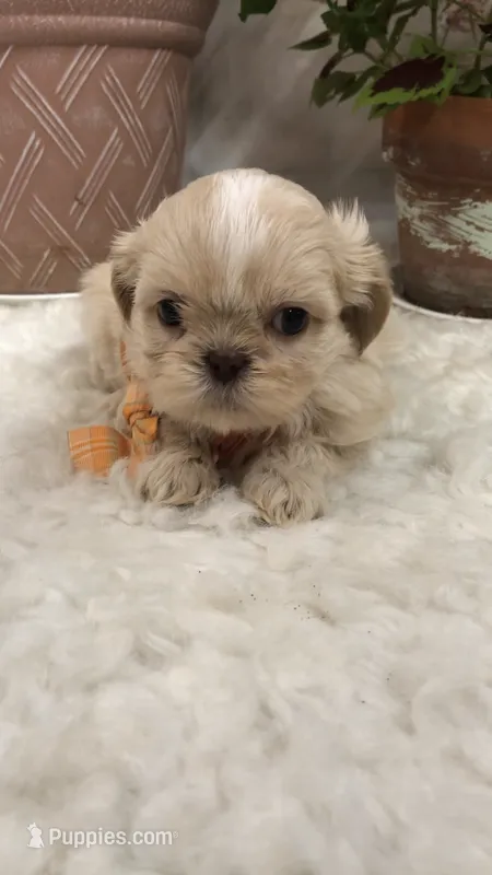 AKC Buffys orange band boy – Shih Tzu puppy for sale in Tahlequah, OK