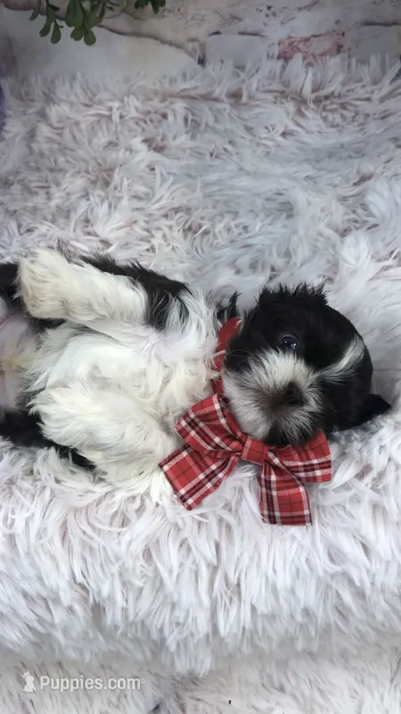 AKC Buffy’s red band boy – Shih Tzu puppy for sale in Tahlequah, OK