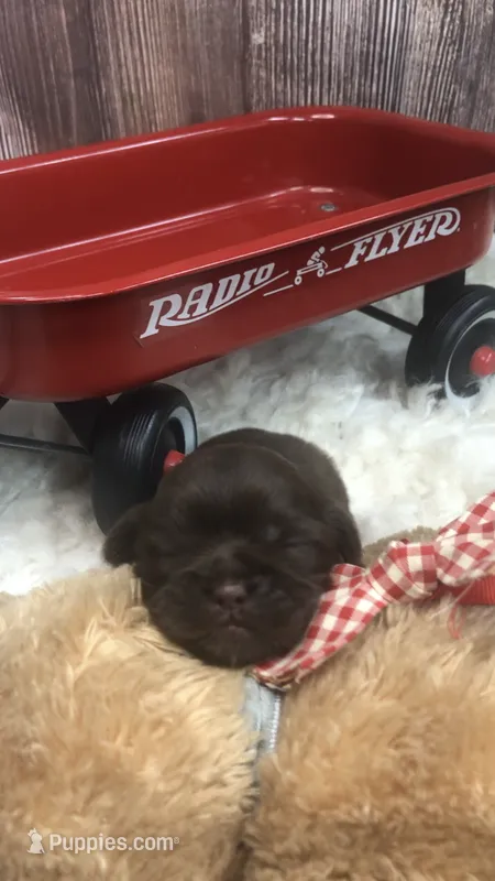 AKC Ivys Choc. Boy  – Shih Tzu puppy for sale in Tahlequah, OK