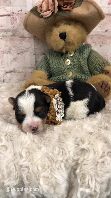 AKC Parti girl – Yorkshire Terrier puppy for sale in Tahlequah, OK