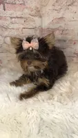 AKC TINY girl , a female Yorkshire Terrier for sale in Tahlequah, OK – 4 of 6