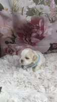AKC Buffy’s Blue band boy, a male Shih Tzu for sale in Tahlequah, OK – 4 of 5