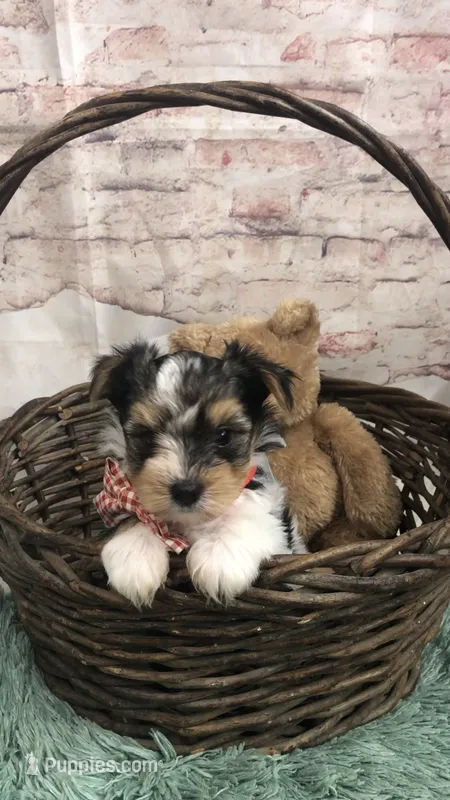 AKC zoeys red band boy – Yorkshire Terrier puppy for sale in Tahlequah, OK