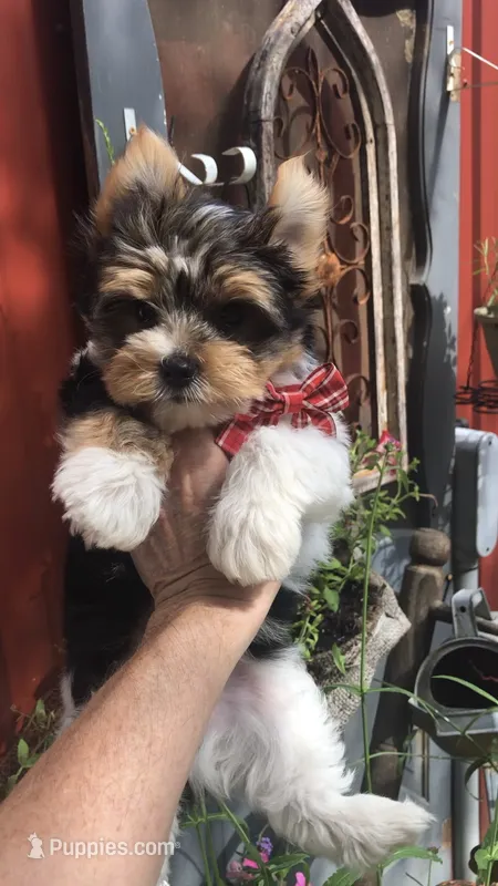 AKC zoeys red band boy – Yorkshire Terrier puppy for sale in Tahlequah, OK