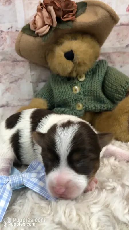 AKC dark choc.parti boy – Yorkshire Terrier puppy for sale in Tahlequah, OK