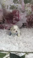 AKC Buffy’s Blue band boy, a male Shih Tzu for sale in Tahlequah, OK – 5 of 5