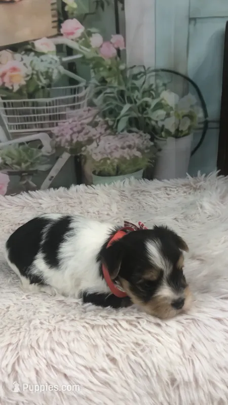 AKC zoeys red band boy – Yorkshire Terrier puppy for sale in Tahlequah, OK