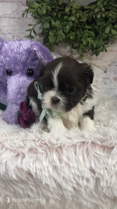 AKC Buffy’s green band boy – Shih Tzu puppy for sale in Tahlequah, OK
