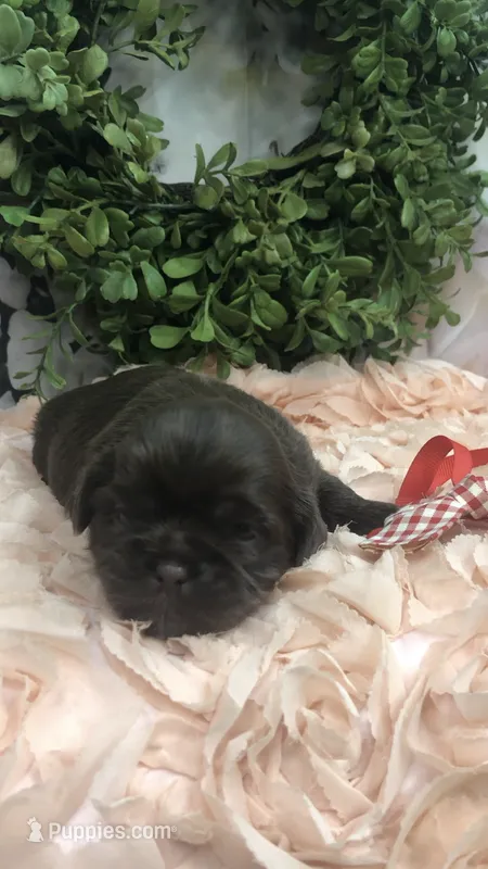 AKC Ivys Choc. Boy  – Shih Tzu puppy for sale in Tahlequah, OK