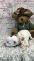 AKC white and do choc girl, a female Yorkshire Terrier for sale in Tahlequah, OK – 5 of 5