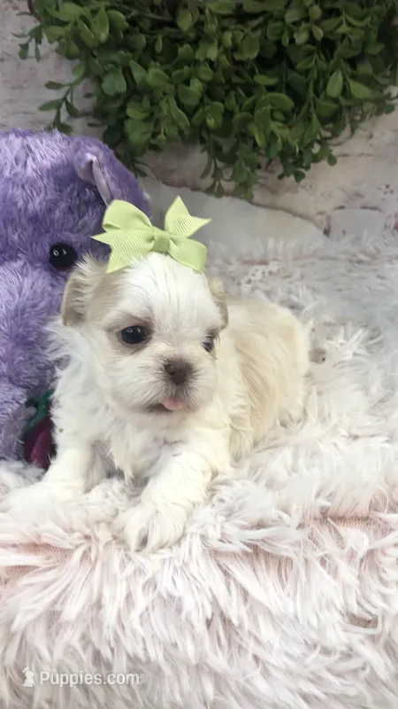 AKC Buffy’s cream girl – Shih Tzu puppy for sale in Tahlequah, OK