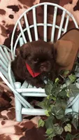 AKC Ivys Choc. Boy , a male Shih Tzu for sale in Tahlequah, OK – 3 of 5