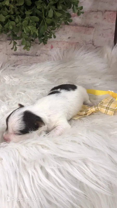 AKC Lainey’s yellow band boy – Yorkshire Terrier puppy for sale in Tahlequah, OK