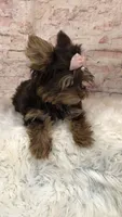 AKC TINY girl , a female Yorkshire Terrier for sale in Tahlequah, OK – 5 of 6