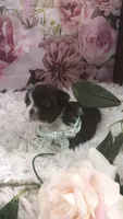 AKC Buffy’s green band boy, a male Shih Tzu for sale in Tahlequah, OK – 2 of 4