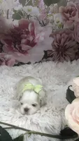 AKC Buffy’s cream girl, a female Shih Tzu for sale in Tahlequah, OK – 5 of 5