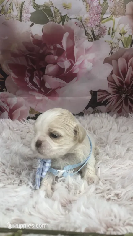 AKC Buffy’s Blue band boy – Shih Tzu puppy for sale in Tahlequah, OK