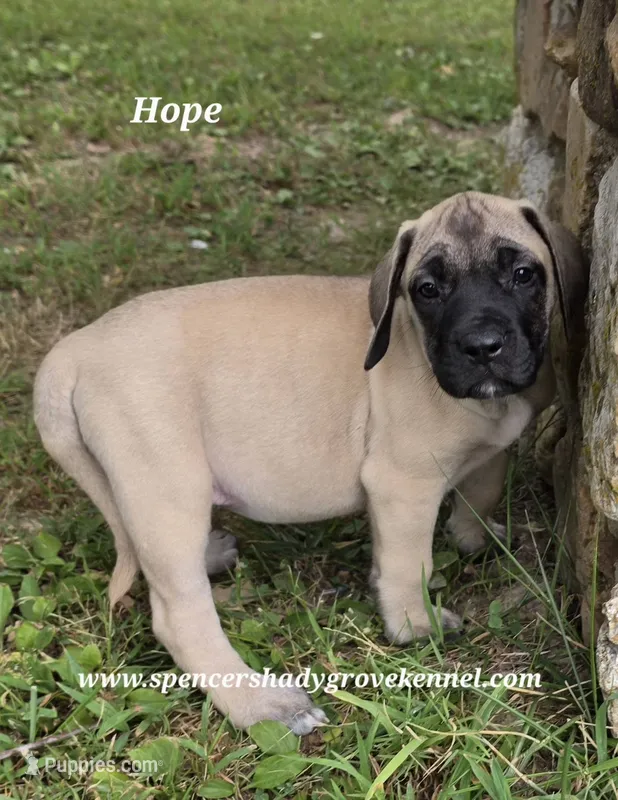 Hope – English Mastiff puppy for sale in Cabool, MO