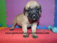 Dallas, a male English Mastiff for sale in Cabool, MO – 10 of 10