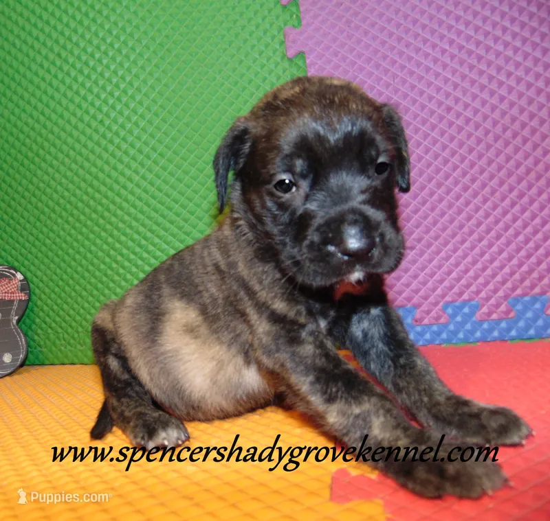 Dixie – English Mastiff puppy for sale in Cabool, MO