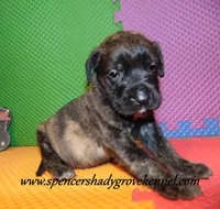 Dixie, a female English Mastiff for sale in Cabool, MO – 1 of 10