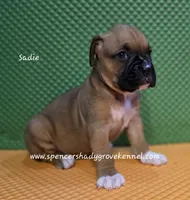 Sadie, a female Boxer for sale in Cabool, MO – 6 of 10
