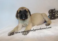 Delta , a female English Mastiff for sale in Cabool, MO – 9 of 10