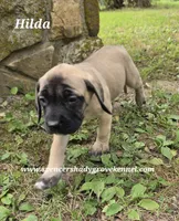 Hilda, a female English Mastiff for sale in Cabool, MO – 10 of 10
