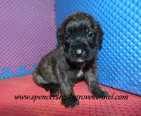 Dahlia, a female English Mastiff for sale in Cabool, MO – 8 of 10