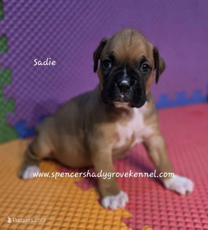 Sadie – Boxer puppy for sale in Cabool, MO