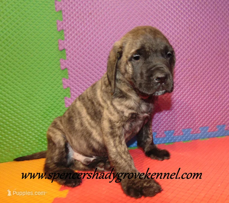 Duke – English Mastiff puppy for sale in Cabool, MO